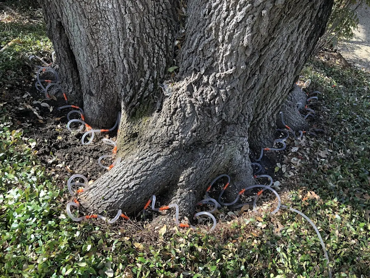 Detailed Tree Cabling and Bracing job site in Cromwell
